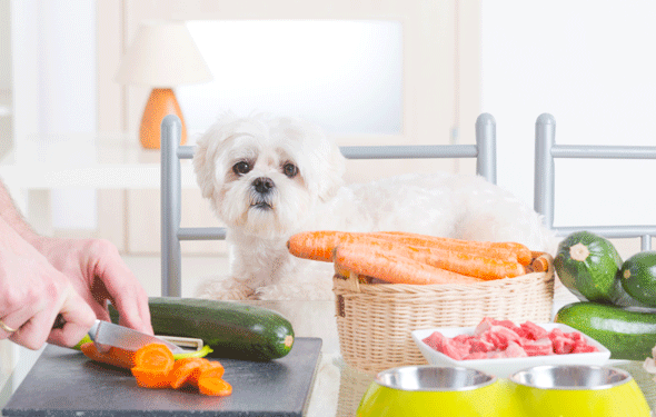 5 erreurs courantes lors de l’alimentation des animaux crus | Régime d’aliments crus pour chiens | BARF Diet