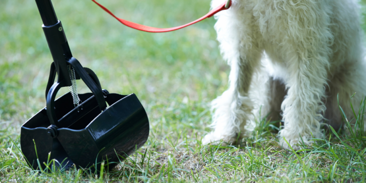 16 meilleures critiques de Pooper Scooper – Édition 2020