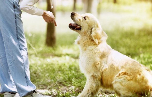 3 commandes de chiens incontournables pour rendre visite à une famille