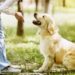 3 commandes de chiens incontournables pour rendre visite à une famille