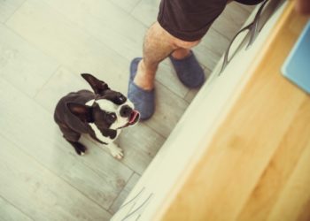 3 comportements de chien que vous pouvez accidentellement «détacher»