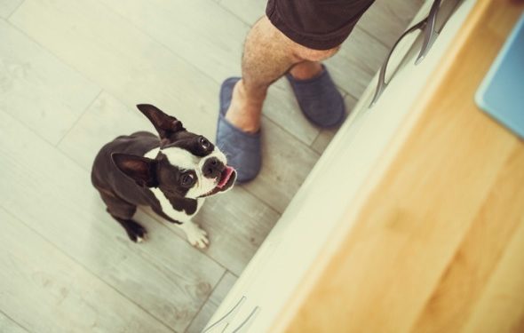 3 comportements de chien que vous pouvez accidentellement «détacher»