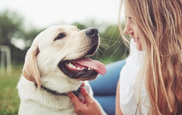 3 raisons de micropuce votre chien aujourd’hui