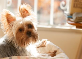 3 traitements alternatifs de soins vétérinaires à considérer