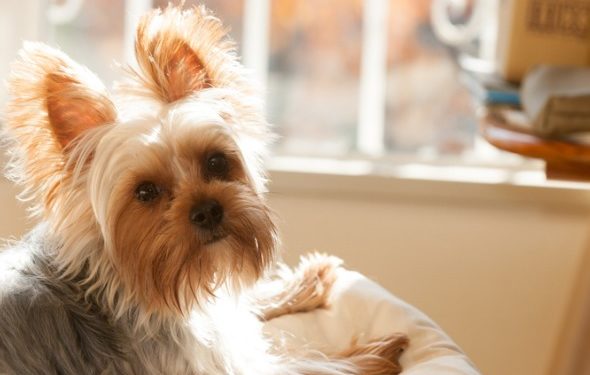 3 traitements alternatifs de soins vétérinaires à considérer