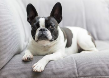4 Considérations relatives aux soins de santé pour les chiens à face plate