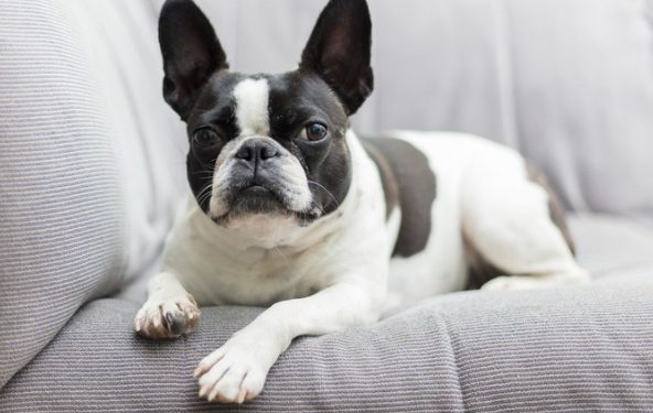 4 Considérations relatives aux soins de santé pour les chiens à face plate