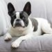 4 Considérations relatives aux soins de santé pour les chiens à face plate