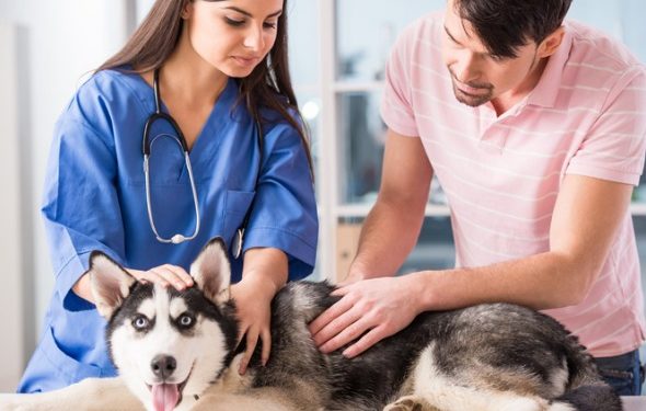 4 choses que les parents d’animaux font lors des rendez-vous chez le vétérinaire