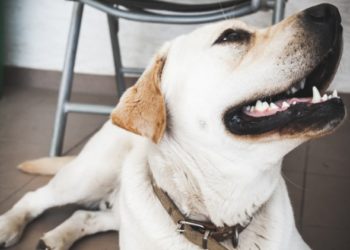 4 façons dont de bons soins dentaires peuvent améliorer les dents de votre chien