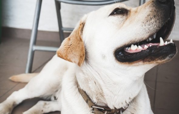 4 façons dont de bons soins dentaires peuvent améliorer les dents de votre chien