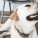 4 façons dont de bons soins dentaires peuvent améliorer les dents de votre chien
