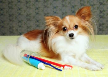 4 façons dont les maladies des gencives des chats et des chiens peuvent affecter la santé à long terme de votre animal