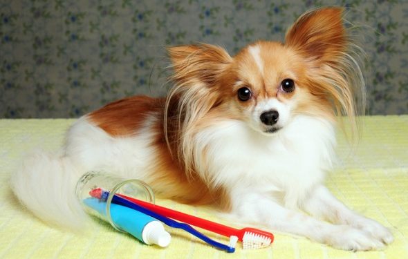 4 façons dont les maladies des gencives des chats et des chiens peuvent affecter la santé à long terme de votre animal