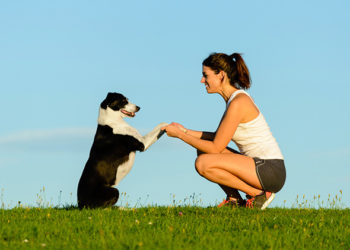 4 indices de dressage critiques pour chiens qui pourraient sauver la vie de votre chien