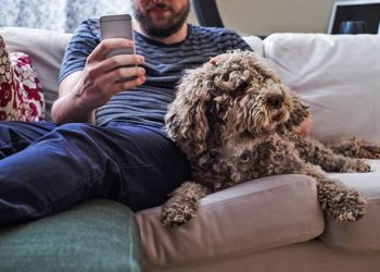 4 maladies des puces qui infectent les humains et les animaux domestiques