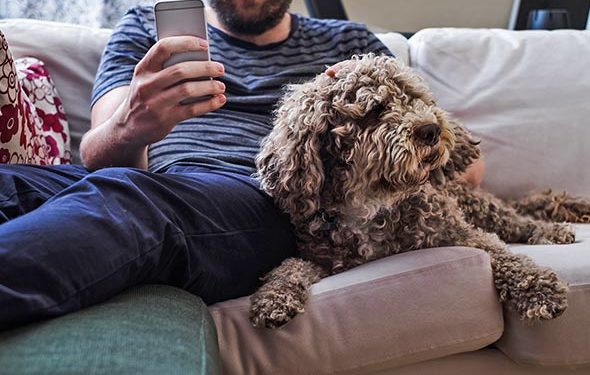 4 maladies des puces qui infectent les humains et les animaux domestiques