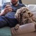 4 maladies des puces qui infectent les humains et les animaux domestiques