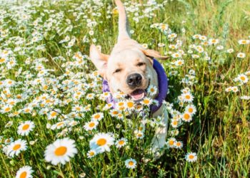 4 plantes qui sont des anti-inflammatoires naturels pour chiens
