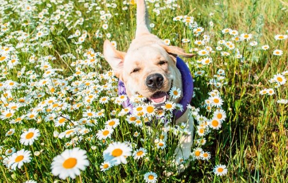 4 plantes qui sont des anti-inflammatoires naturels pour chiens