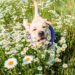 4 plantes qui sont des anti-inflammatoires naturels pour chiens