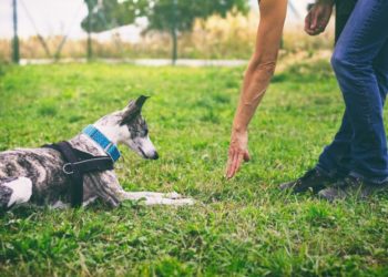 4 signaux manuels pour chiens que vous pouvez apprendre à votre chiot
