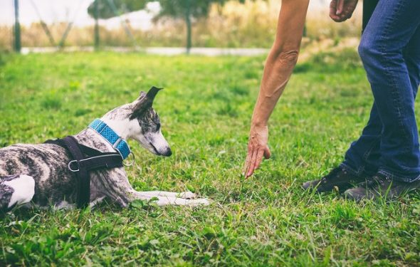 4 signaux manuels pour chiens que vous pouvez apprendre à votre chiot