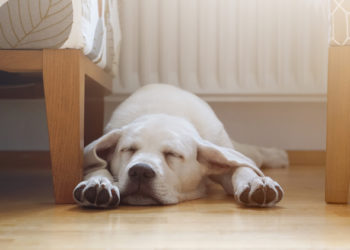 4 troubles du sommeil chez les chiens