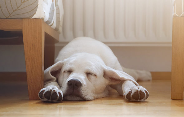 4 troubles du sommeil chez les chiens