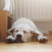 4 troubles du sommeil chez les chiens