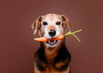 5 aliments anti-maladies pour votre chien