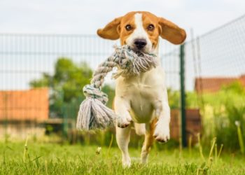 5 avantages pour la santé auxquels vous pouvez vous attendre lorsque vous aidez votre chien à perdre du poids