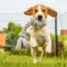 5 avantages pour la santé auxquels vous pouvez vous attendre lorsque vous aidez votre chien à perdre du poids