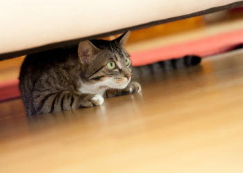 5 choses qui stressent votre chat