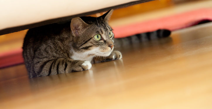 5 choses qui stressent votre chat