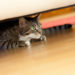 5 choses qui stressent votre chat