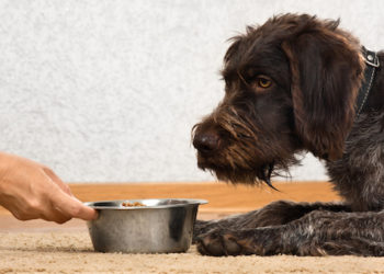 5 conseils diététiques pour les animaux de compagnie avec des calculs vésicaux