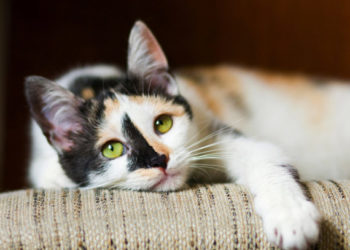 5 conseils pour garder votre chat âgé en bonne santé