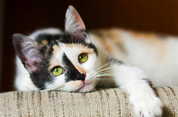 5 conseils pour garder votre chat âgé en bonne santé