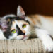 5 conseils pour garder votre chat âgé en bonne santé