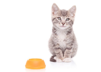 5 conseils pour nourrir les chatons