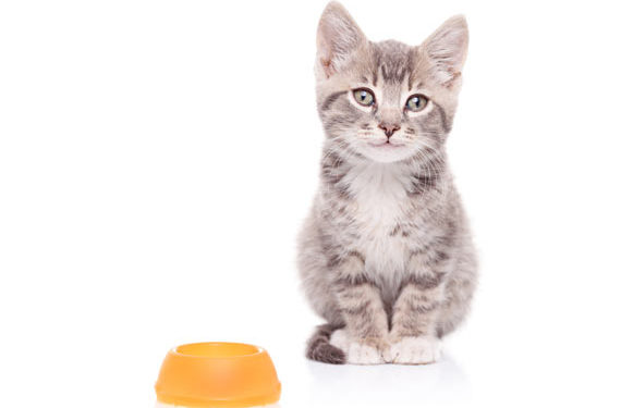 5 conseils pour nourrir les chatons