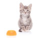 5 conseils pour nourrir les chatons