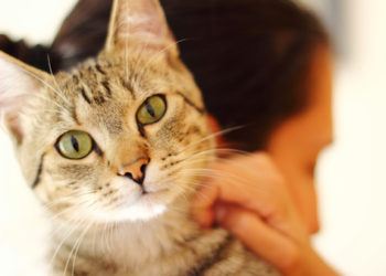 5 conseils pour traiter l’acné chez les chats et les chiens