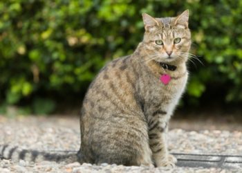 5 dangers extérieurs pour les chats