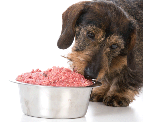 aliments crus pour chiens, régime de barf, chien mangeant de la viande crue