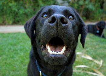 5 faits intéressants sur les dents de votre chien
