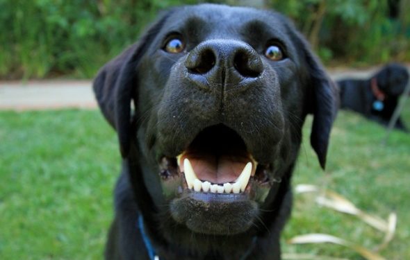 5 faits intéressants sur les dents de votre chien