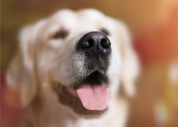 5 faits sur le nez de chien que vous ne saviez probablement pas