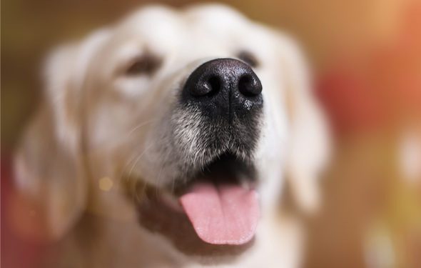 5 faits sur le nez de chien que vous ne saviez probablement pas